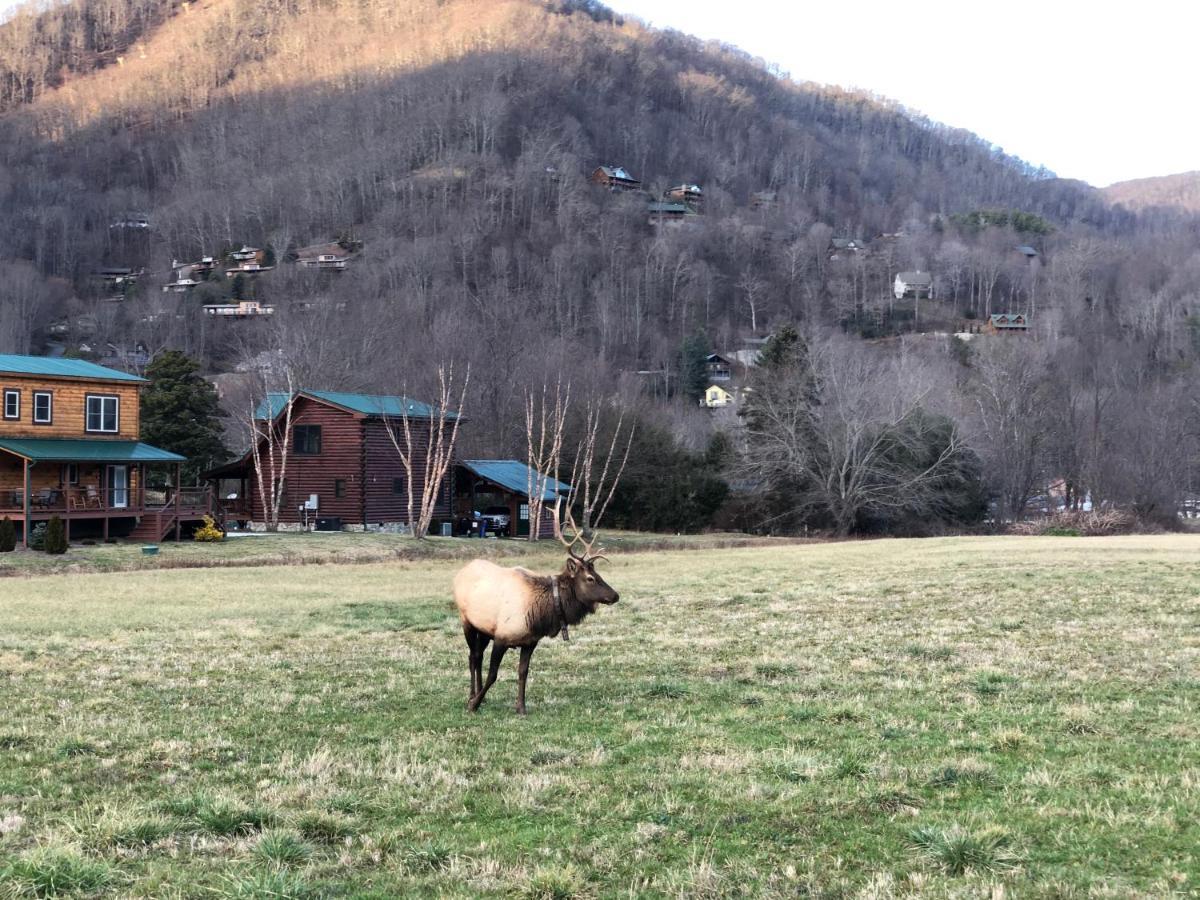 The Red Fox Cabin Villa Maggie Valley Exterior foto